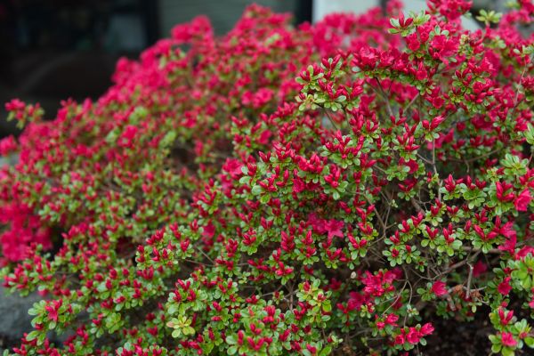 Weigela Removal Service in Whittier