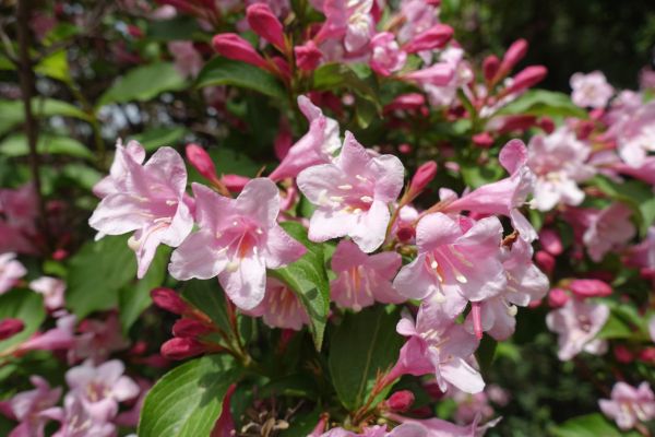 Weigela Pruning Service in Whittier