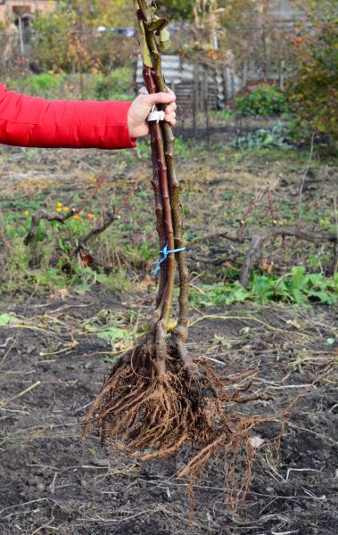 Cost of Shrub Root Removal in Whittier