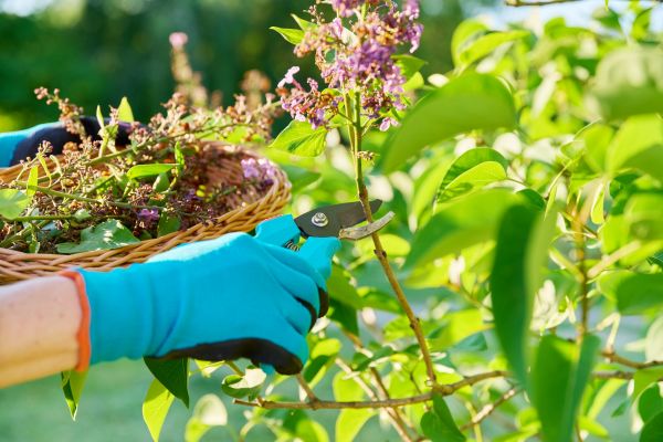Lilac Trimming Service in Whittier
