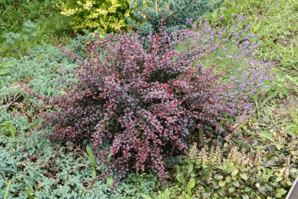 Japanese Barberry Removal in Whittier