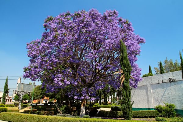 Jacaranda Pruning in Whittier