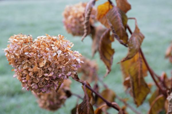 Hydrangea Removal in Whittier
