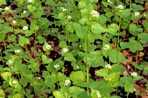 Garlic Mustard Removal in Whittier