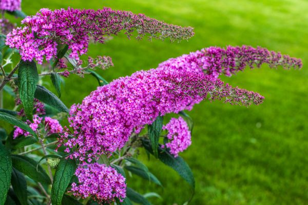 Butterfly Bush Removal in Whittier