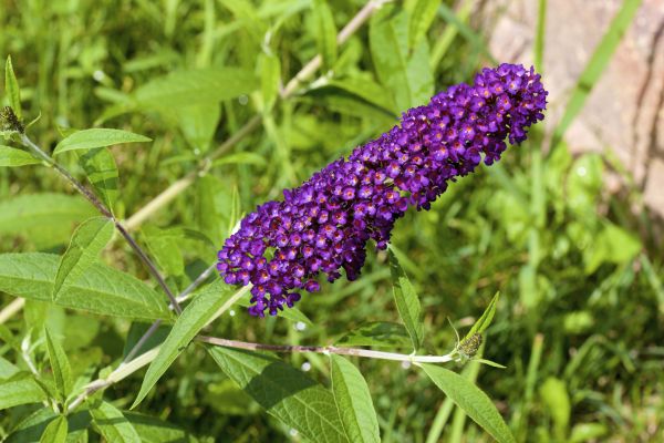 Butterfly Bush Pruning in Whittier