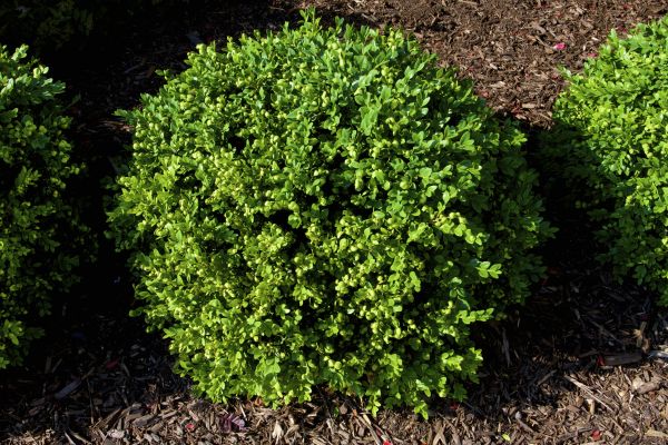 Boxwood Removal in Whittier