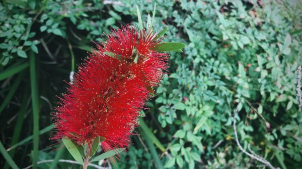 Cost of Bottlebrush Pruning in Whittier