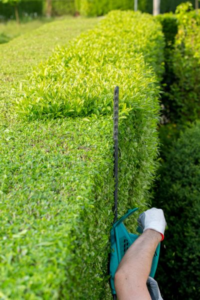 Hedge Trimming in Whittier