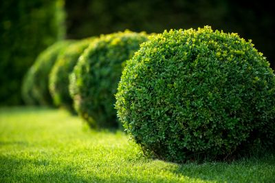 Trimmed Shrubs in a Garden